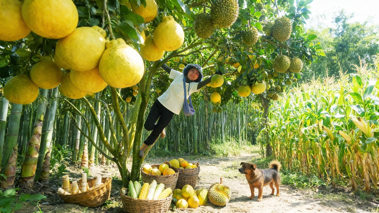 Harvest: Pomelos, Sweet Corn, Bamboo Shoots, Durian For Selling And Cooking – Farm Life 🌿🌽🍈