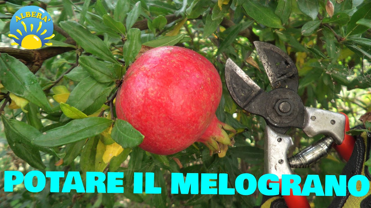 POTARE IL MELOGRANO (TECNICHE DI BASE E AVANZATE...) - GRANADA PODA - PRUNING POMEGRANADE