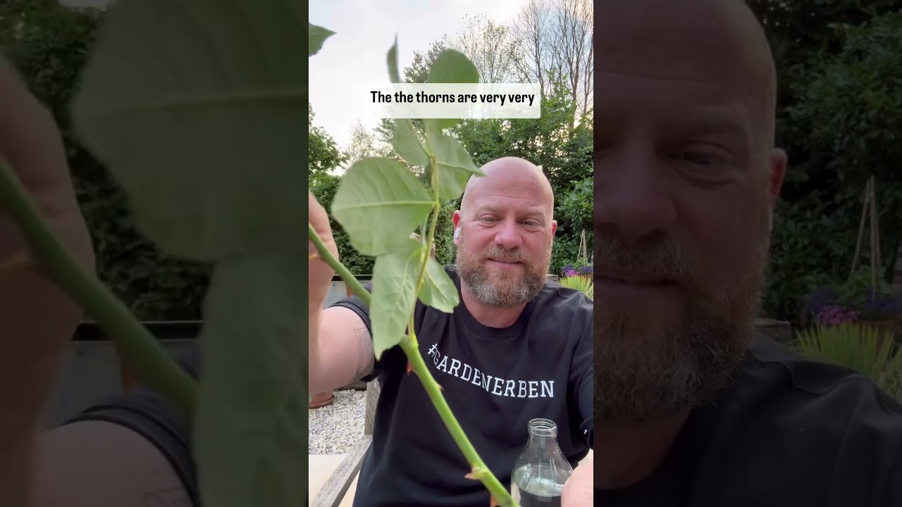 Personal growing review of rambling rose “R.f Kiftsgate” #gardenerben