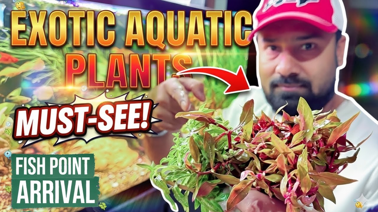 INSANE Exotic Fish & Rare Aquatic Plants Unboxing | Fish Point Saddar Latest Prices & Stock