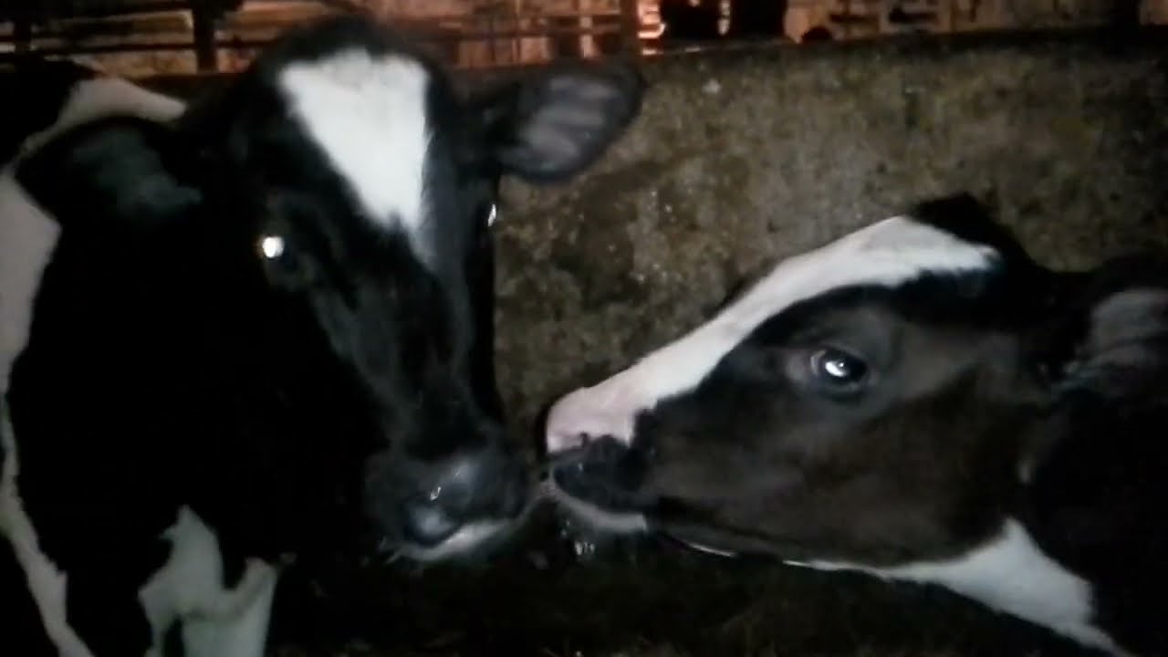 Baby Holstein Calves Kissing Each Other! SO WEIRD