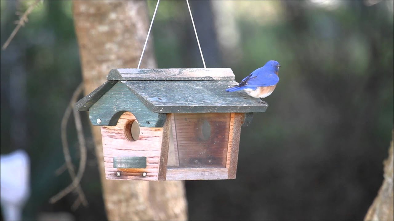 Feeder training for Eastern Bluebird