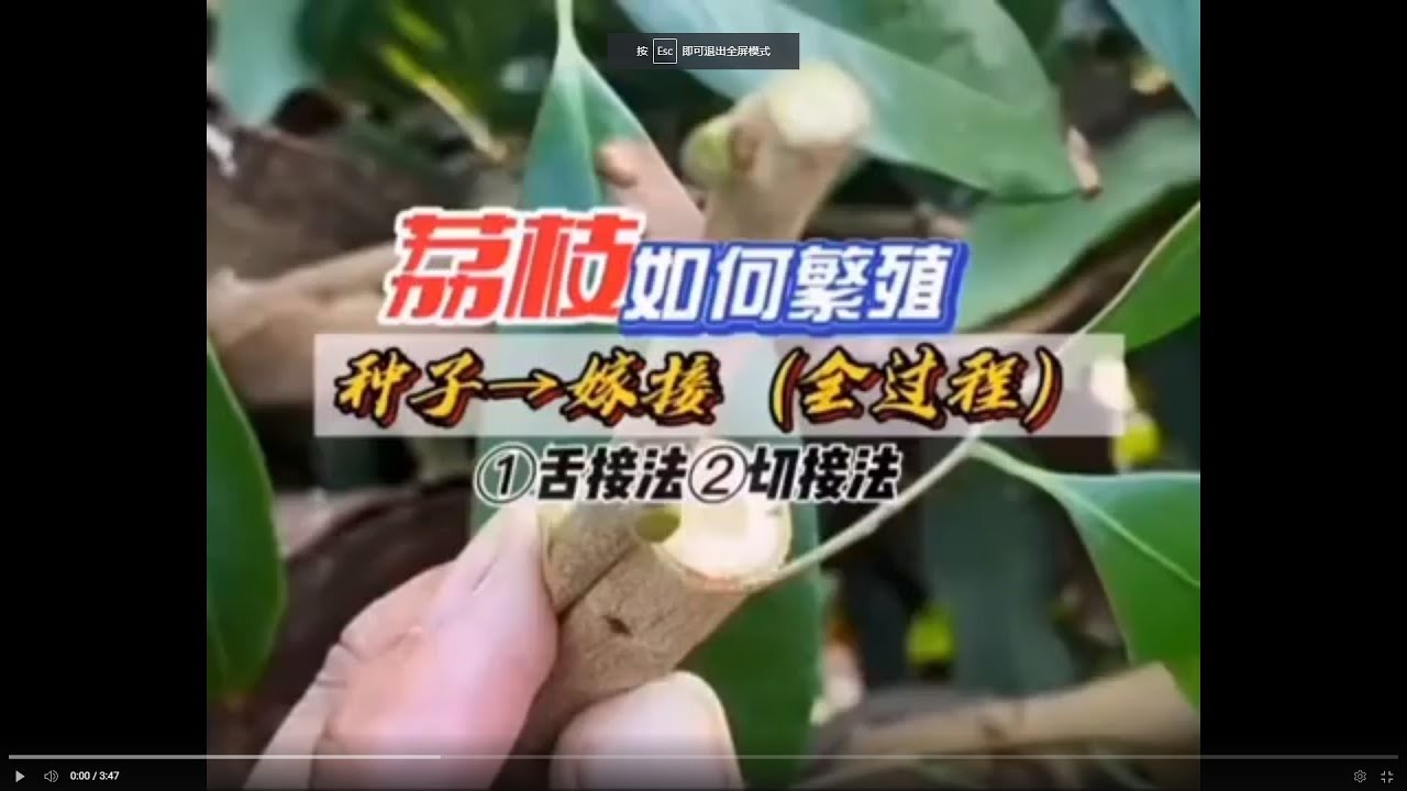 荔枝如何繁殖用，使用種子發出的芽，然後進行嫁接全過程