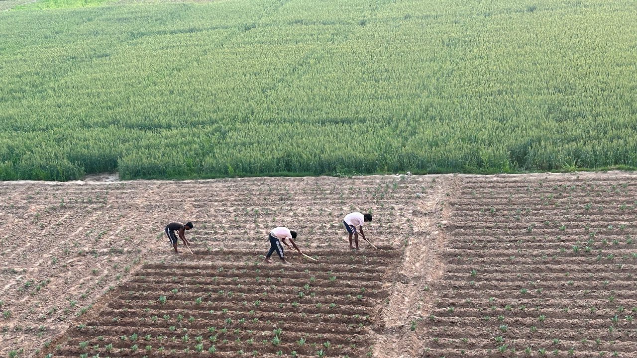 Save Farms (￼￼ खेत बचाओ)