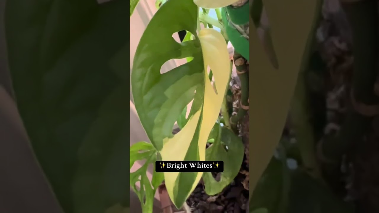 🎶🌿: Я ищу растение с пестрыми листьями!** 🌿🎶 Готовы исследовать мир ботаники?
