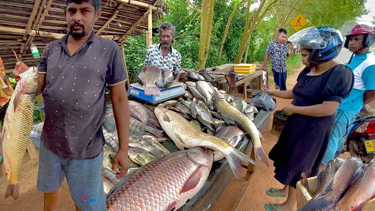 Hidden Gem! Witness The Rare Dawn Auction At Sri Lanka’s Most Isolated Fishing Village Market