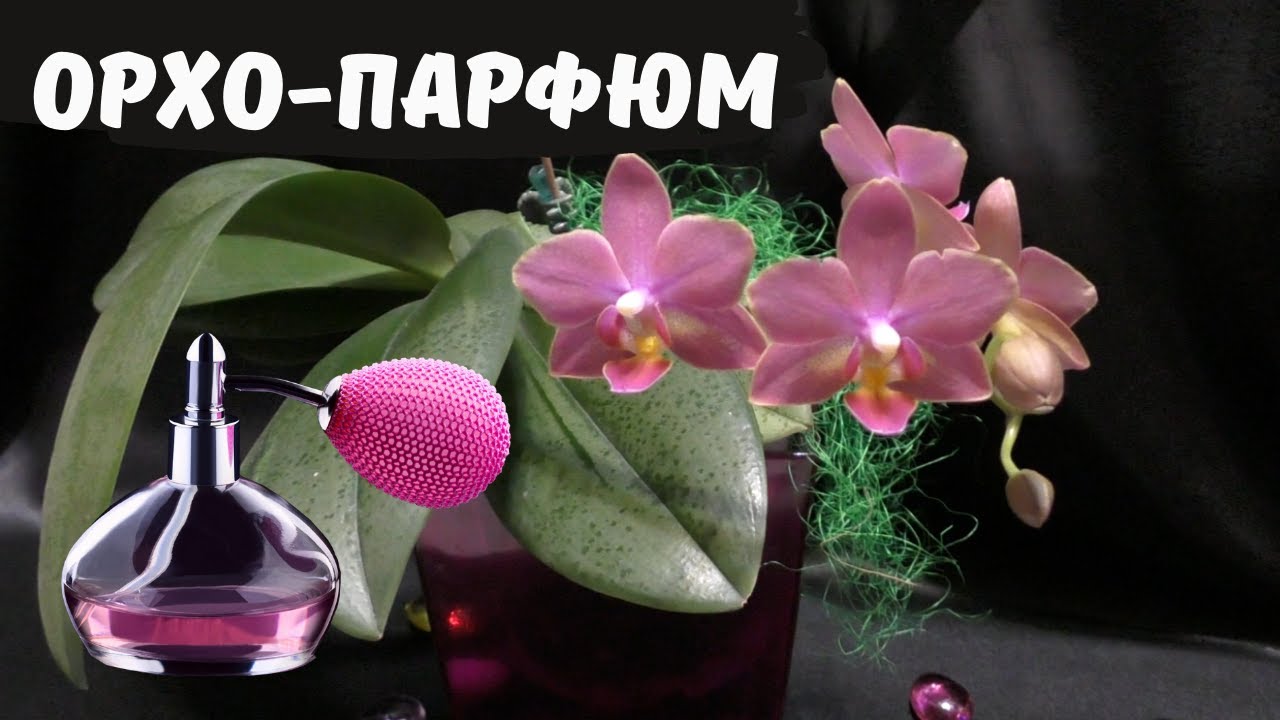 Орхо-парфюм! Фаленопсисы 