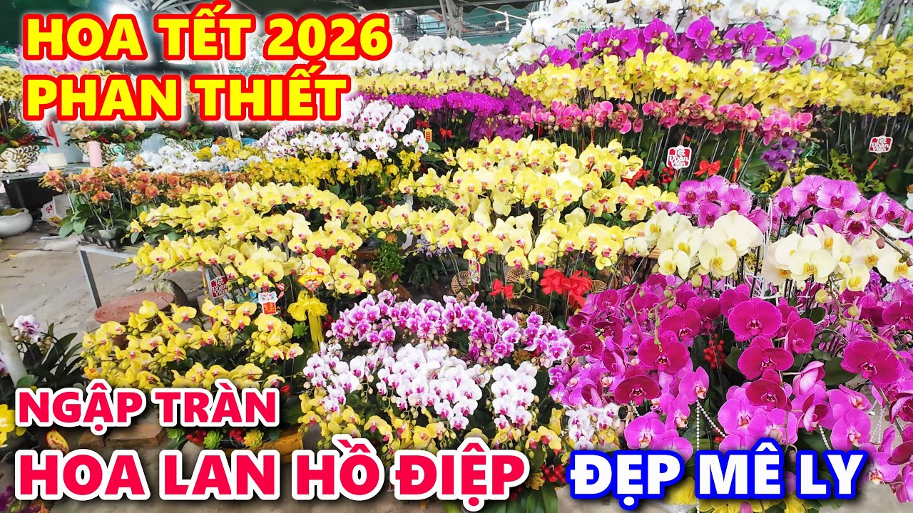 HOA TẾT PHAN THIẾT 2026 Đã Về Nhiều - Điểm Bán Ngập Tràn HOA LAN HỒ ĐIỆP Đẹp Mê Ly