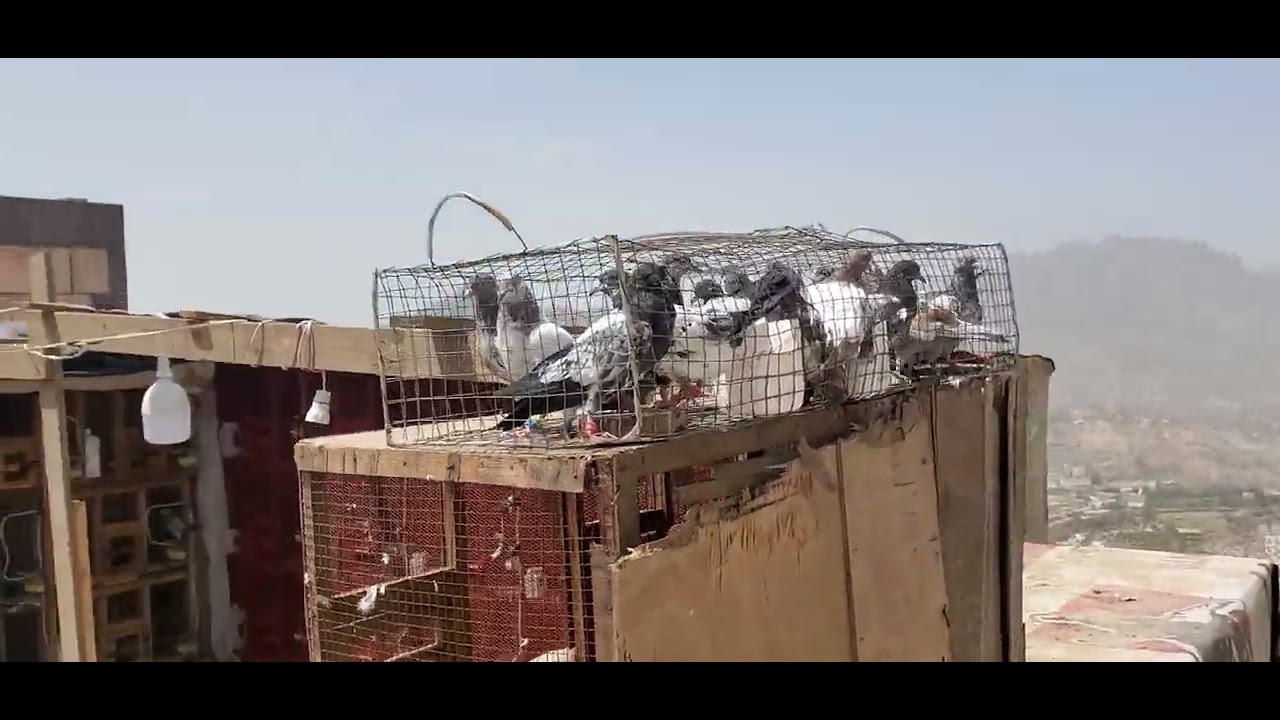 تثبيت طيور الحمام الباكستاني من الضياع لا يفوتكم  وظمانة الرجوع سواءً الفروخ او الشباب من سطحنا