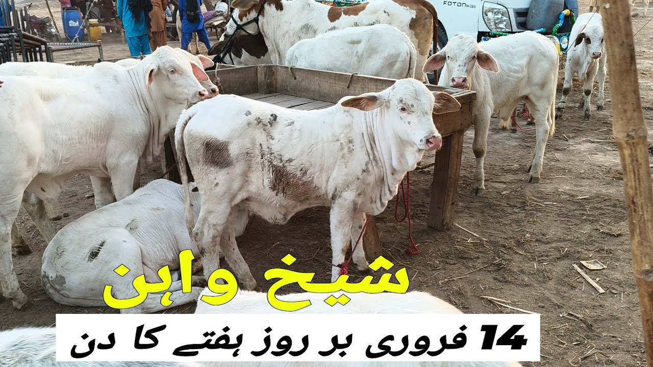 14 February Or Hafty Ka Dan Sheikhwan Mandi | @MandiBoy8080 | Zeeshan khan 