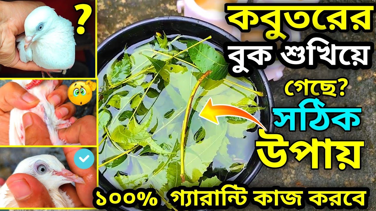 কবুতরের বুক শুকিয়ে গেছে এর করণীয় কি? কিভবে সমাধান করবেন সঠিক উপায় || how to kobutor problem solved