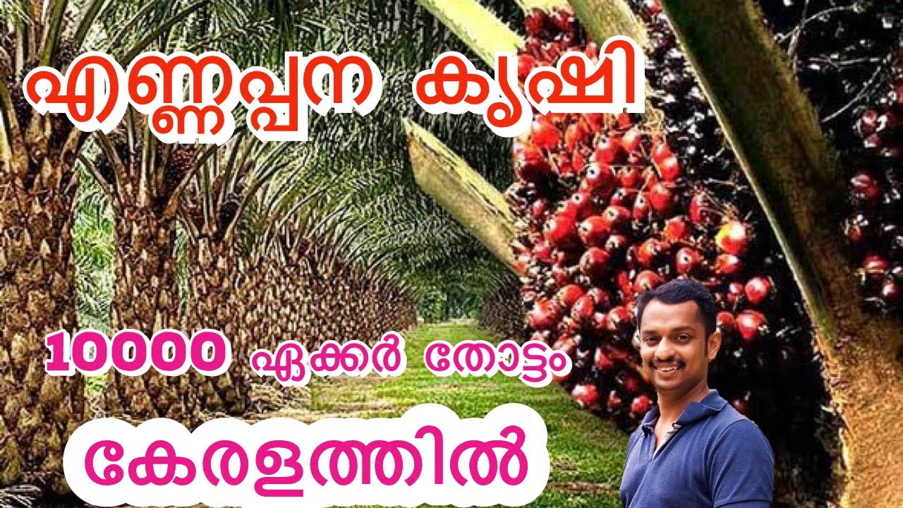 palm oil tree farming #palam oil malayalam #palm oil farming #pam oil #kl6 #enapana krishi malayalam