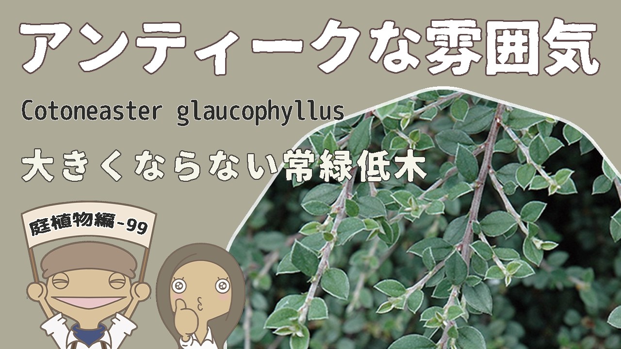 【格好良い低木】コトネアスターグラウコフィラスの特徴と育て方｜植物紹介編-99