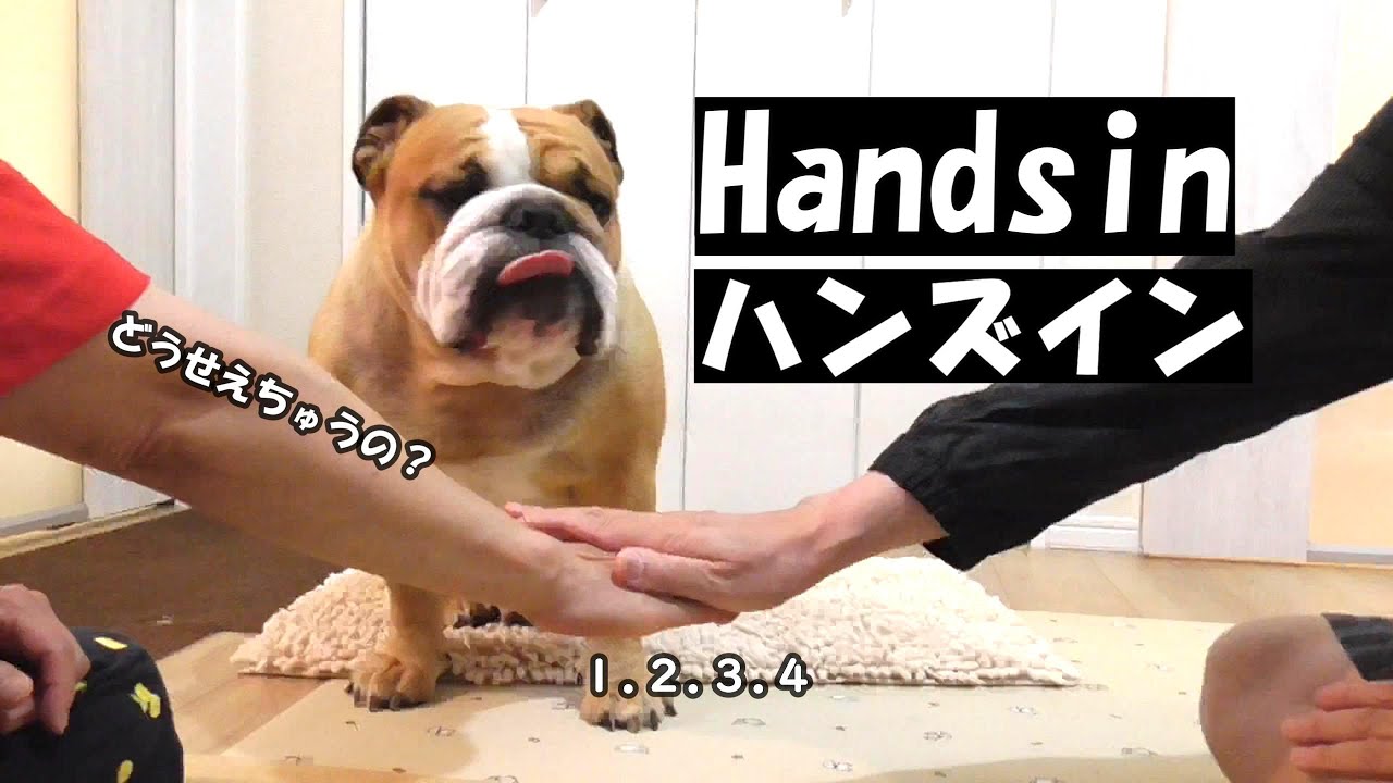 Сможет ли Баум, знаменитый японский бульдог, дотянуться до чего-нибудь и положить на это руку?