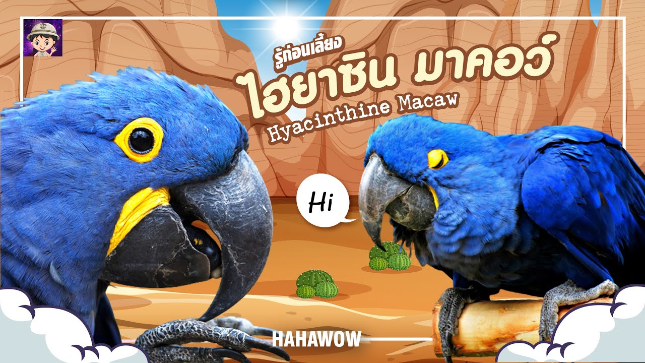 ไฮยาซิน มาคอว์ ..นกแก้ว ขนาดใหญ่ที่สุดในโลก
