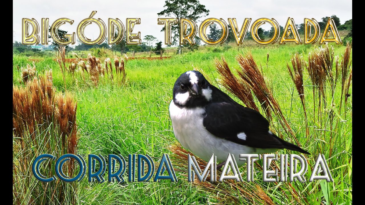 Bigodinho Trovoada corrida mateira  gravado ao vivo em HQ na natureza