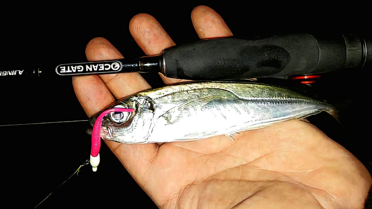 LRF BALIK AVI