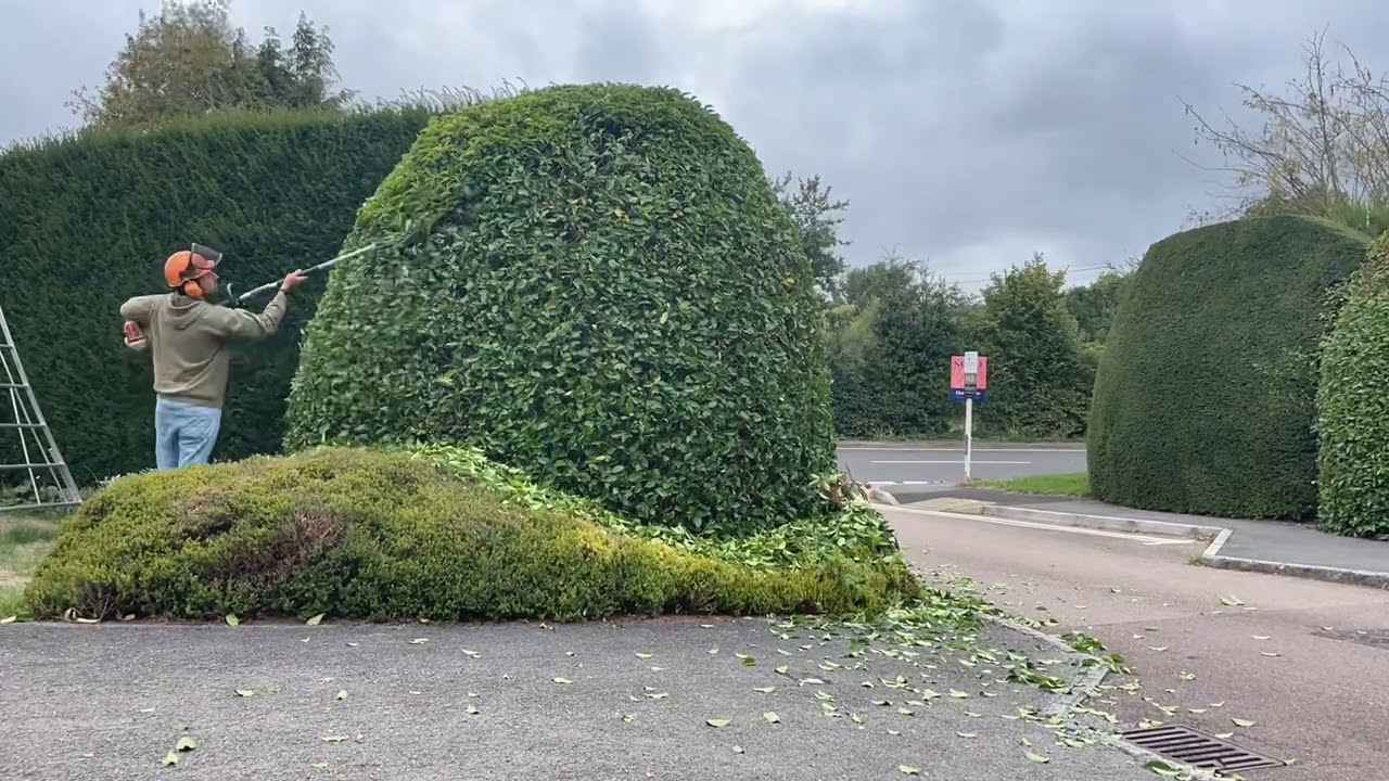 Pruning/tidying a very nice yew hedge and pruning a lovely copper beech tree🌳🙂