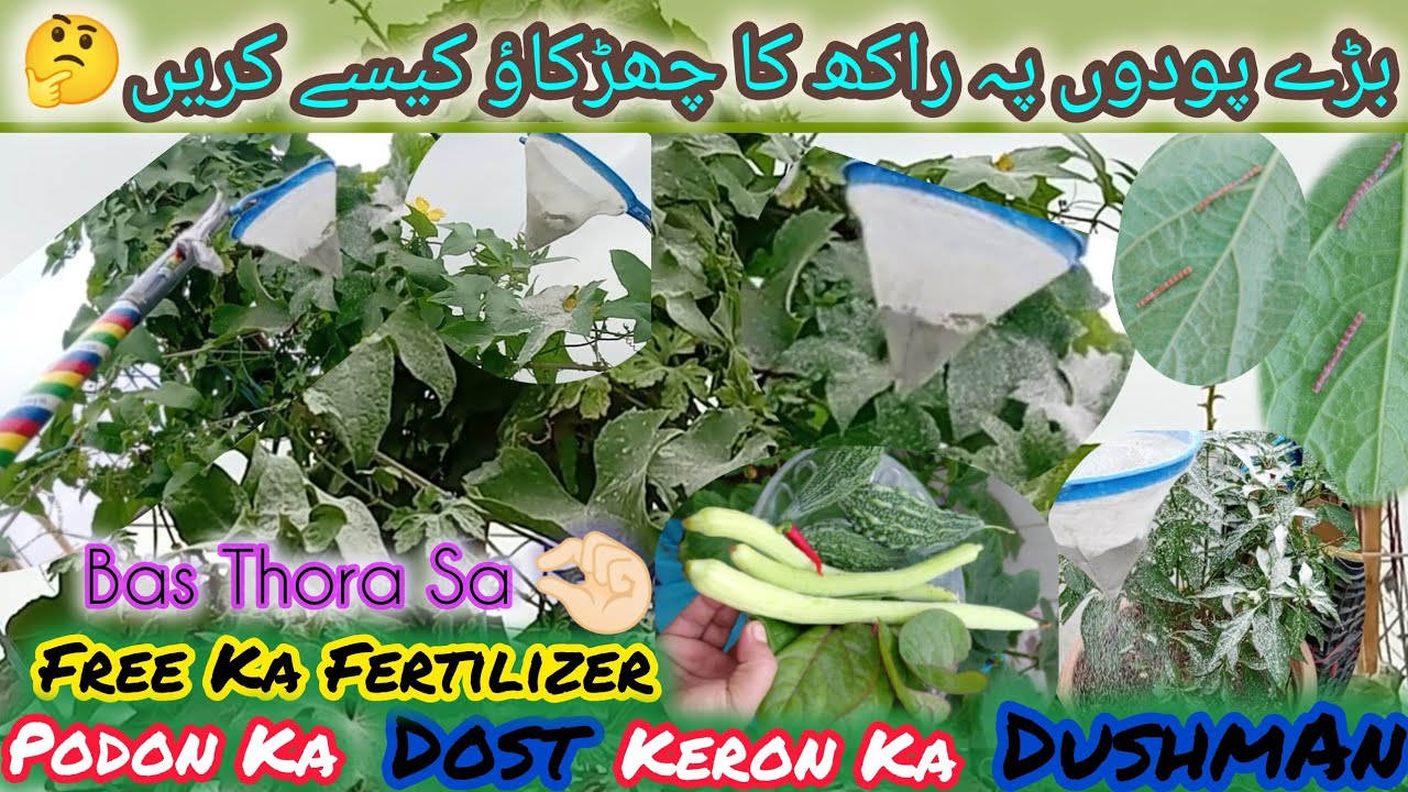Agriculture Benefits Of Wood Ash | Using Wood Ash Multiple Fertilizer | #rooftop #viral #viralvideo