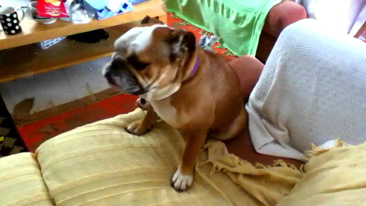 Dubstep Dog