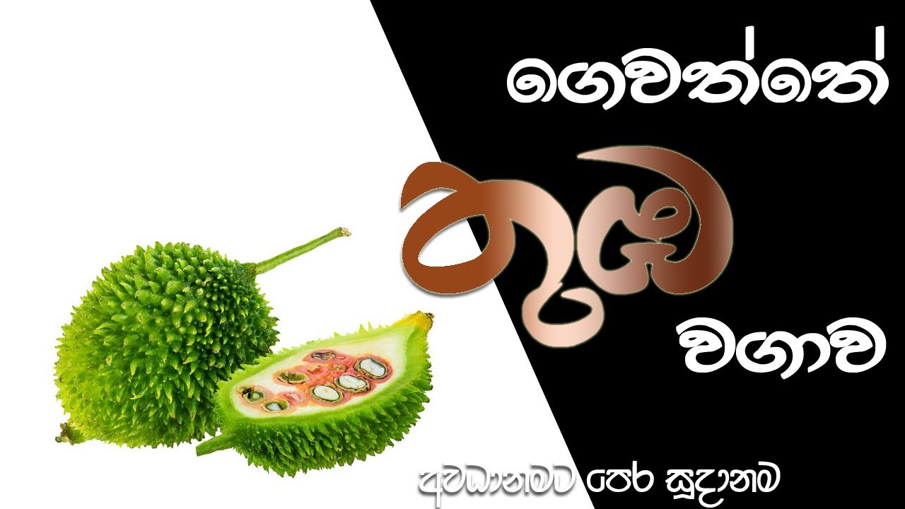 රස ගුණ පිරි තුඹ ගෙවත්තේ වවමු [ Thuba Cultivation  ]