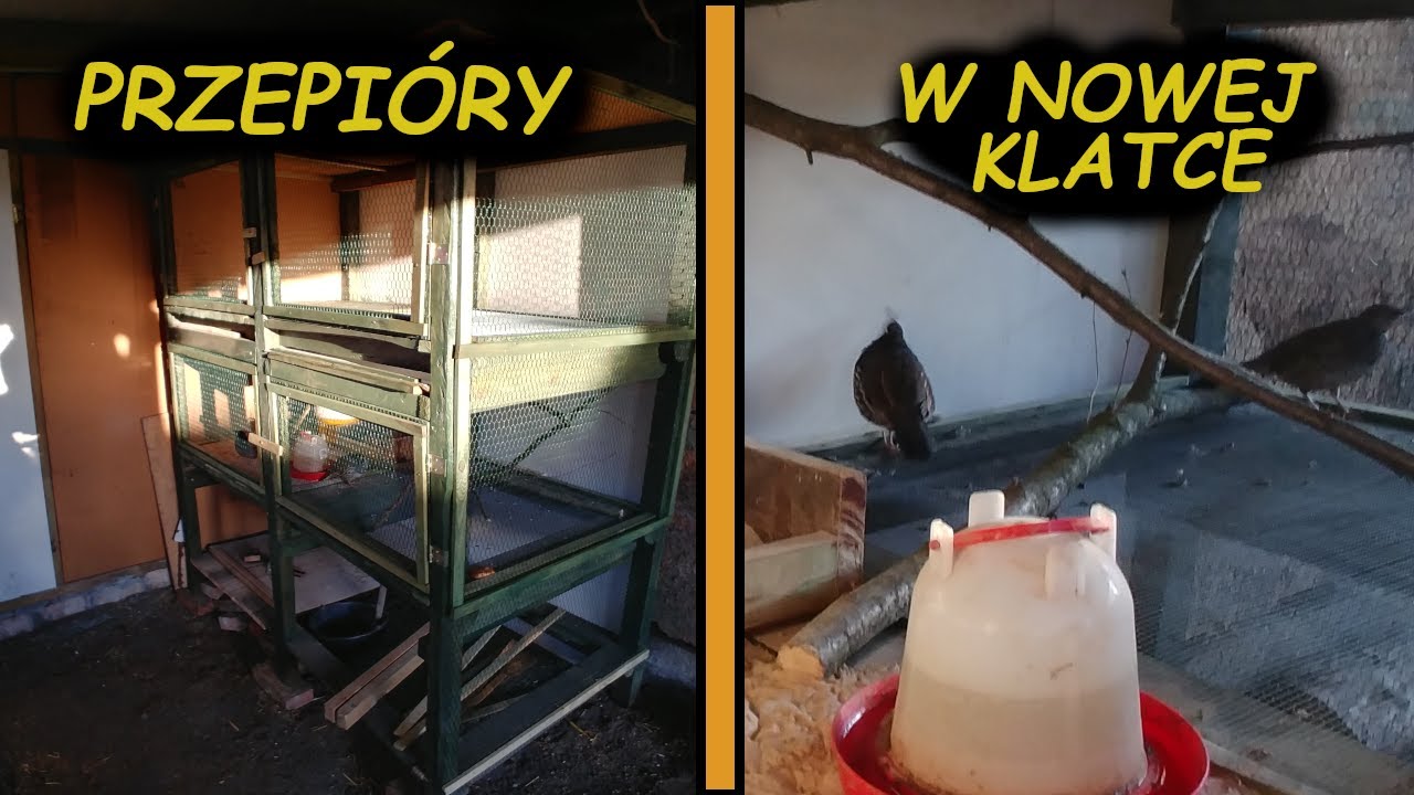 PRZEPIÓRY KALIFORNIJSKIE W NOWEJ KLATCE 😁OBOWIĄZKI 😄