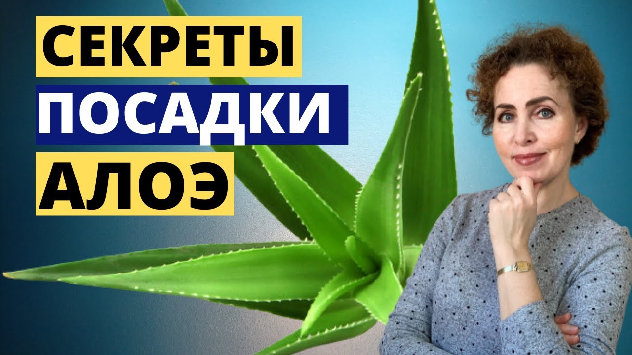 Как вырастить АЛОЭ. Как посадить АЛОЭ.