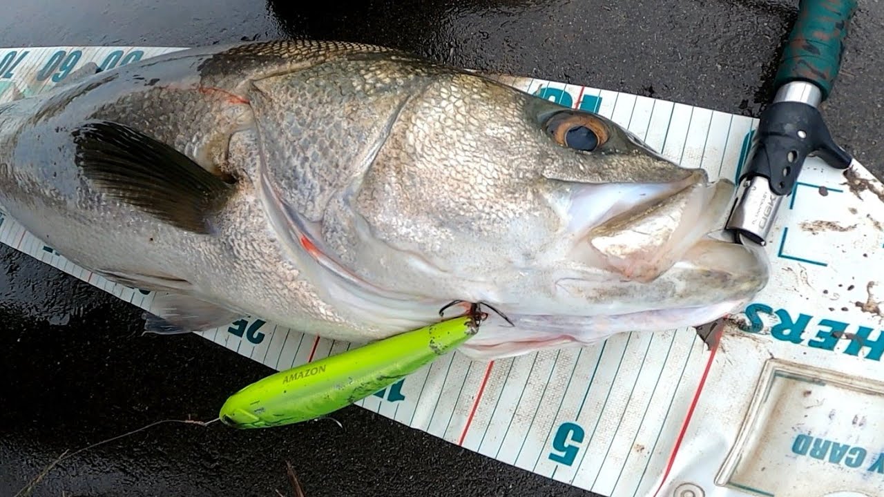 [ランカーシーバス]やっぱり秋はアマゾンペンシル！