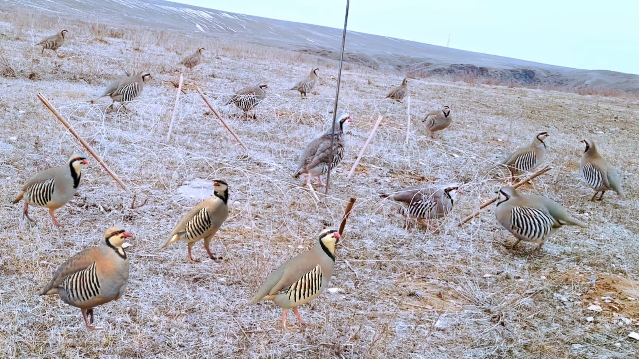 Multiple Birds Trapped at Once &ndash; Amazing! Fastest Bird Trap You&rsquo;ll Ever See! #World_Adventure_Skill