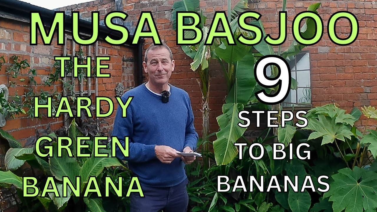 Maximise your Musa Basjoo (Hardy Japanese Green Banana Plant)