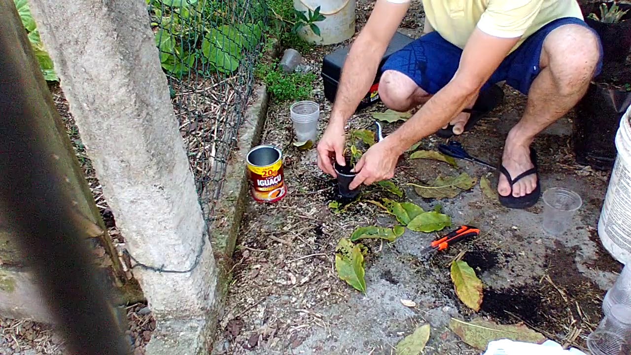 Estaquia de abacateiro com &aacute;cido indolbut&iacute;rico.Avocado cuttings with indolbutyric acid. subscribe