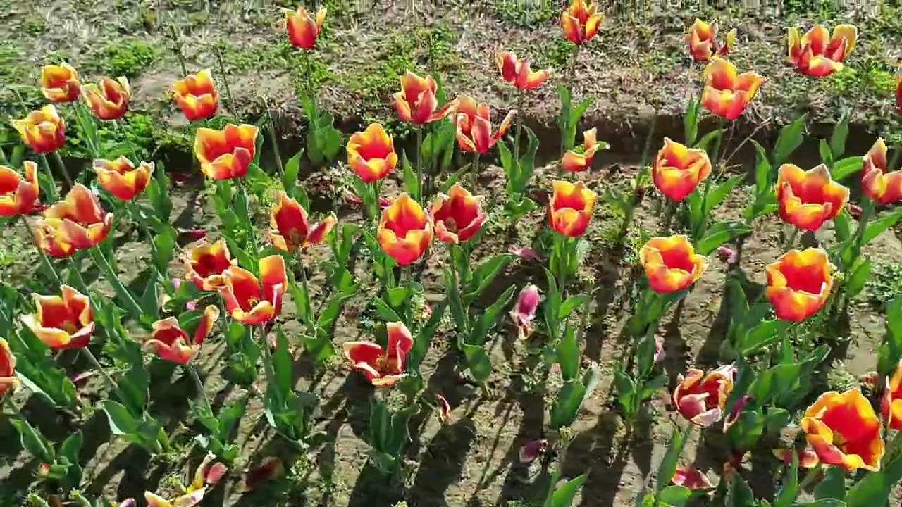 Beautiful tulips 🌷