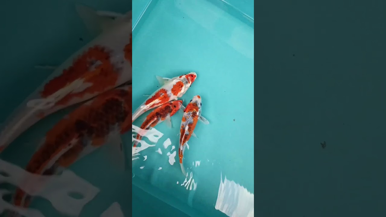 kujaku koi #koiindonesia #koi #ikankoi #ikanhiaskoki #ikan #koikujaku