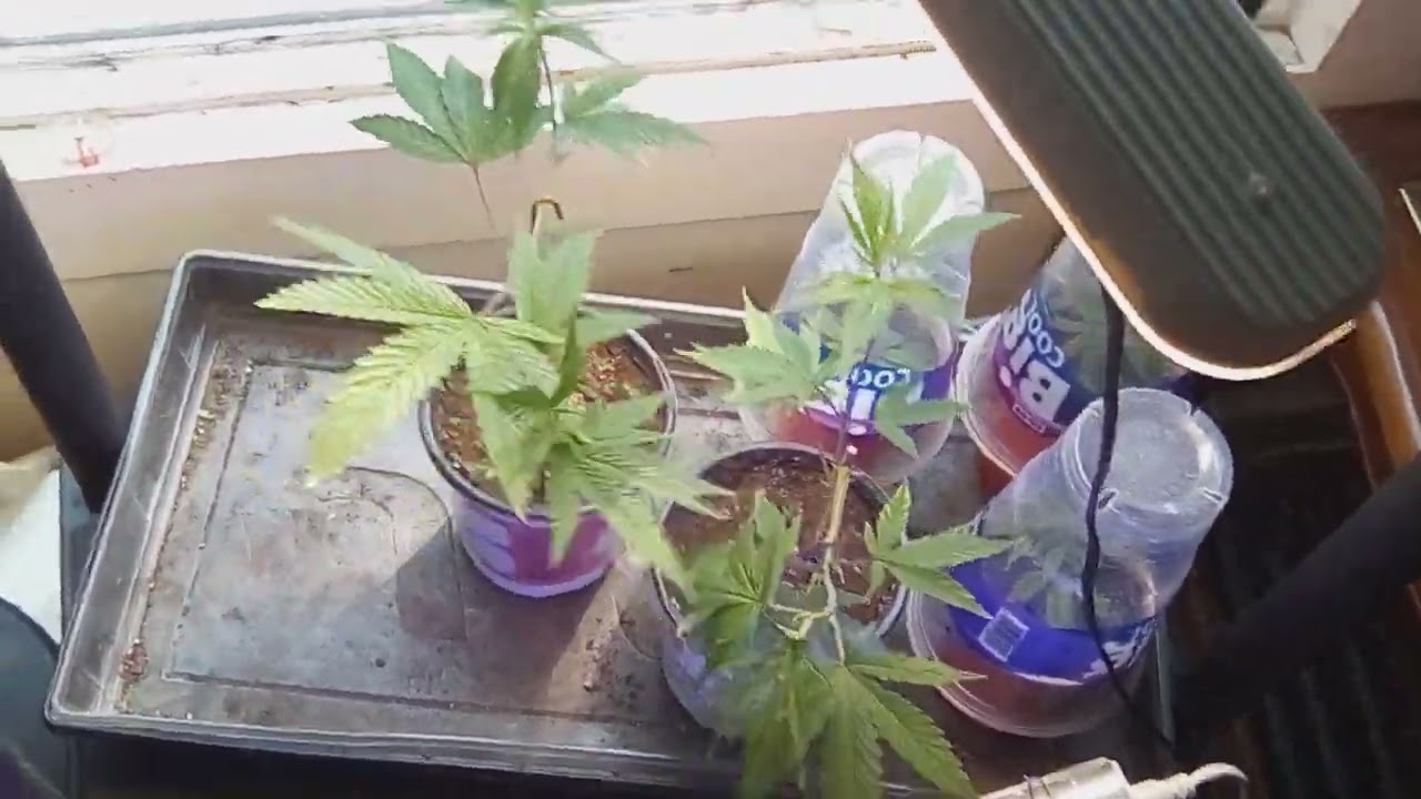 ‪@greenrushnutrients‬