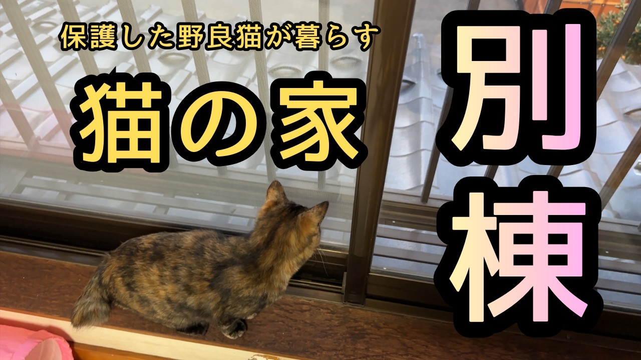 【別棟で別居】元野良猫が暮らす家の別棟を作りました