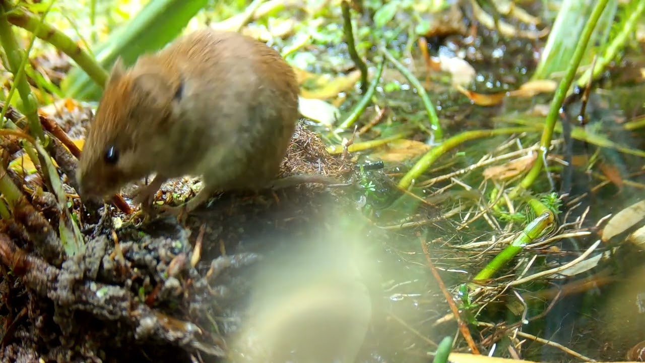 Bank Vole & friends