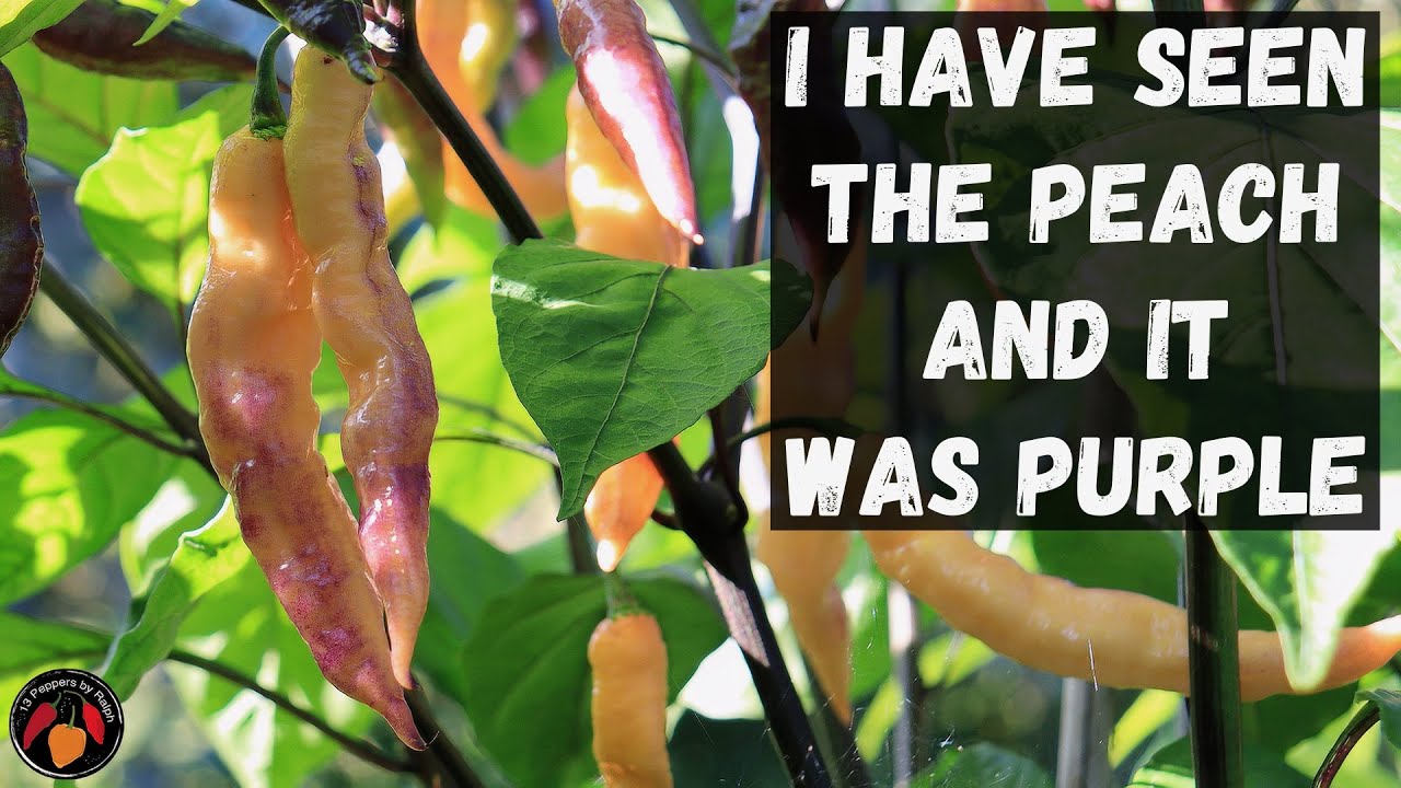 Дегустация и отзыв Джес о фиолетовом персиковом перце.