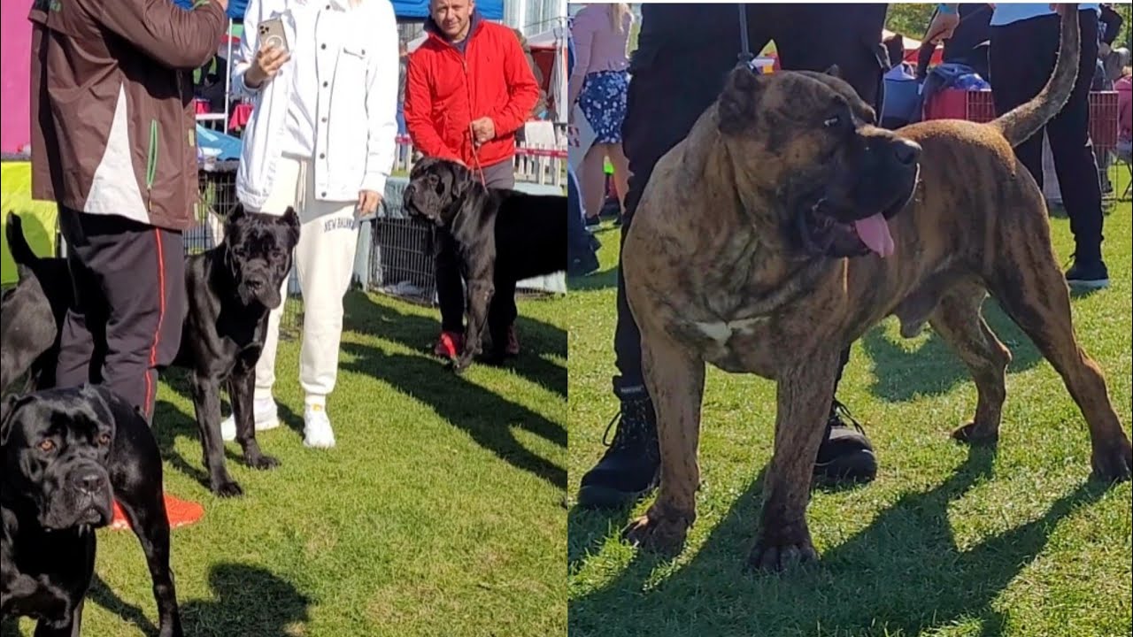 Cane Corso și Presa Canario la expoziția de la Cluj
