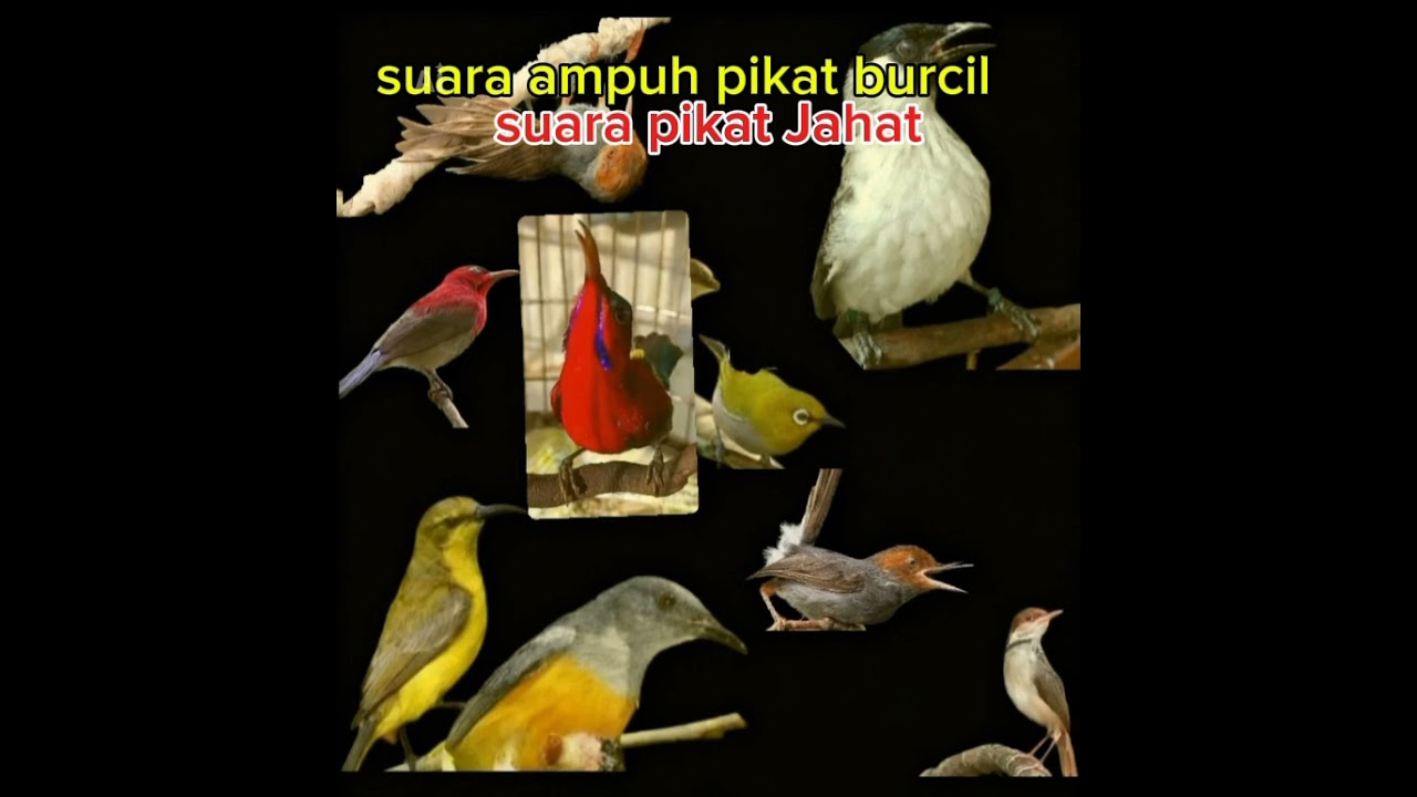 Pikat Burcilll, manjur Jos-Jis. @subcribe @kicaumanianusantara1332 