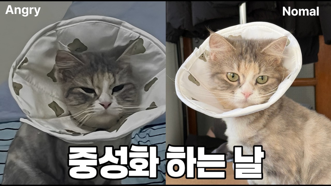 시루 중성화 하는 날 | (번외) 1시간마다 업무 보고 하는 회사 어떤데..