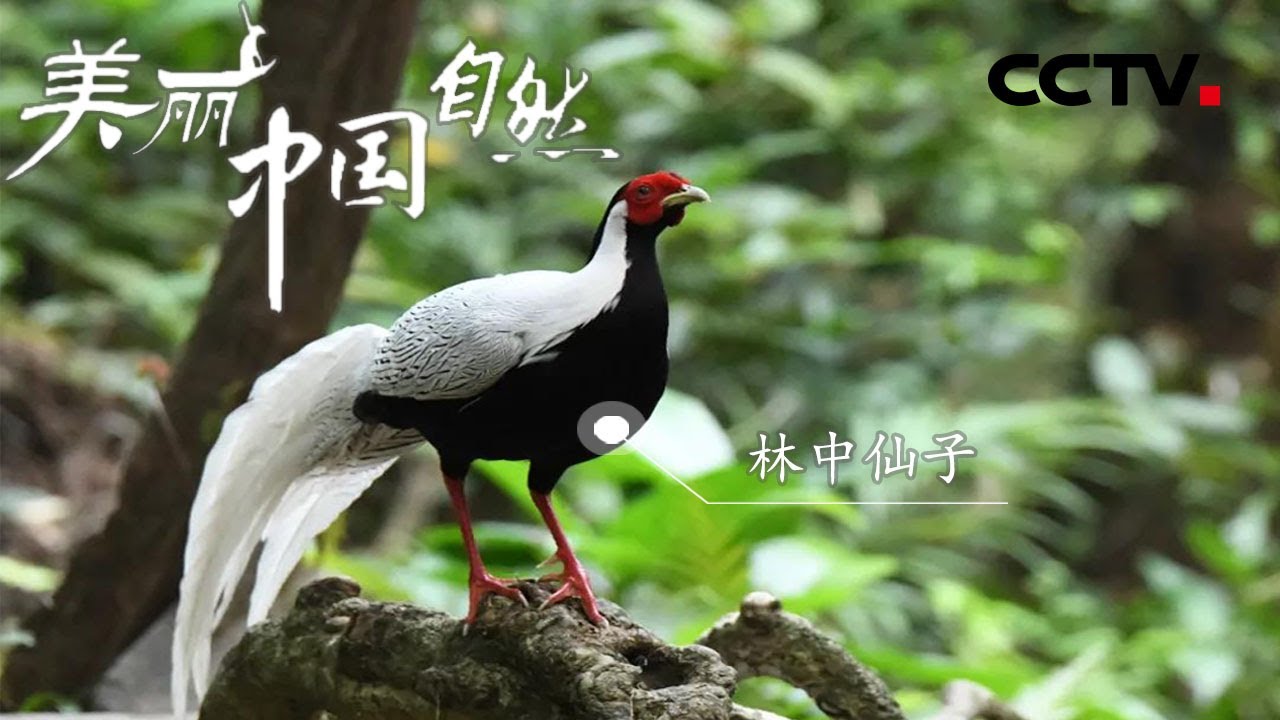 归隐山林间自当林中仙 白鹇从古至今都有着各种美好的象征 《美丽中国自然》武夷山系列【CCTV纪录】