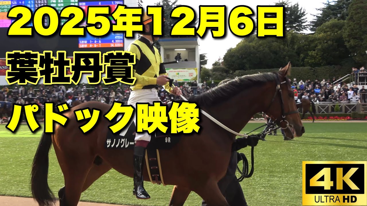 【4K動画】2025年葉牡丹賞パドック【サノノグレーター】