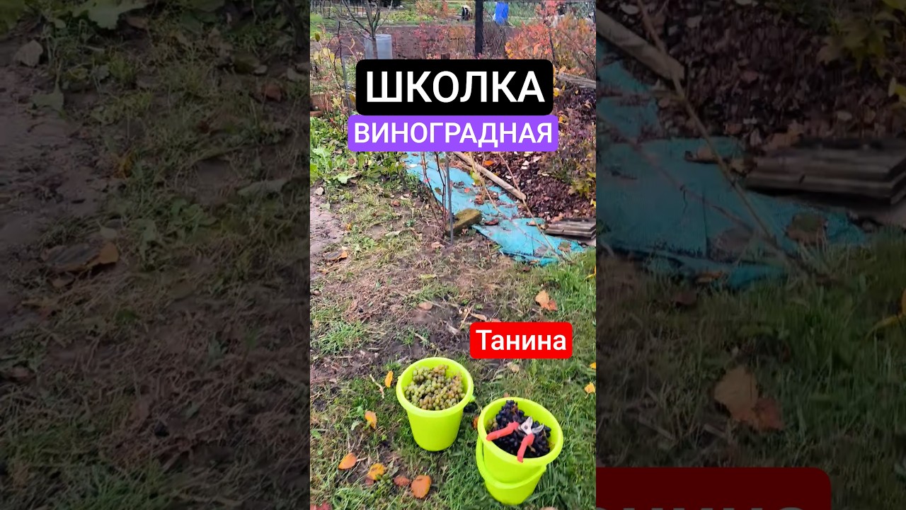 Танина виноградная школка 🍇 #виноградарство #беларусь