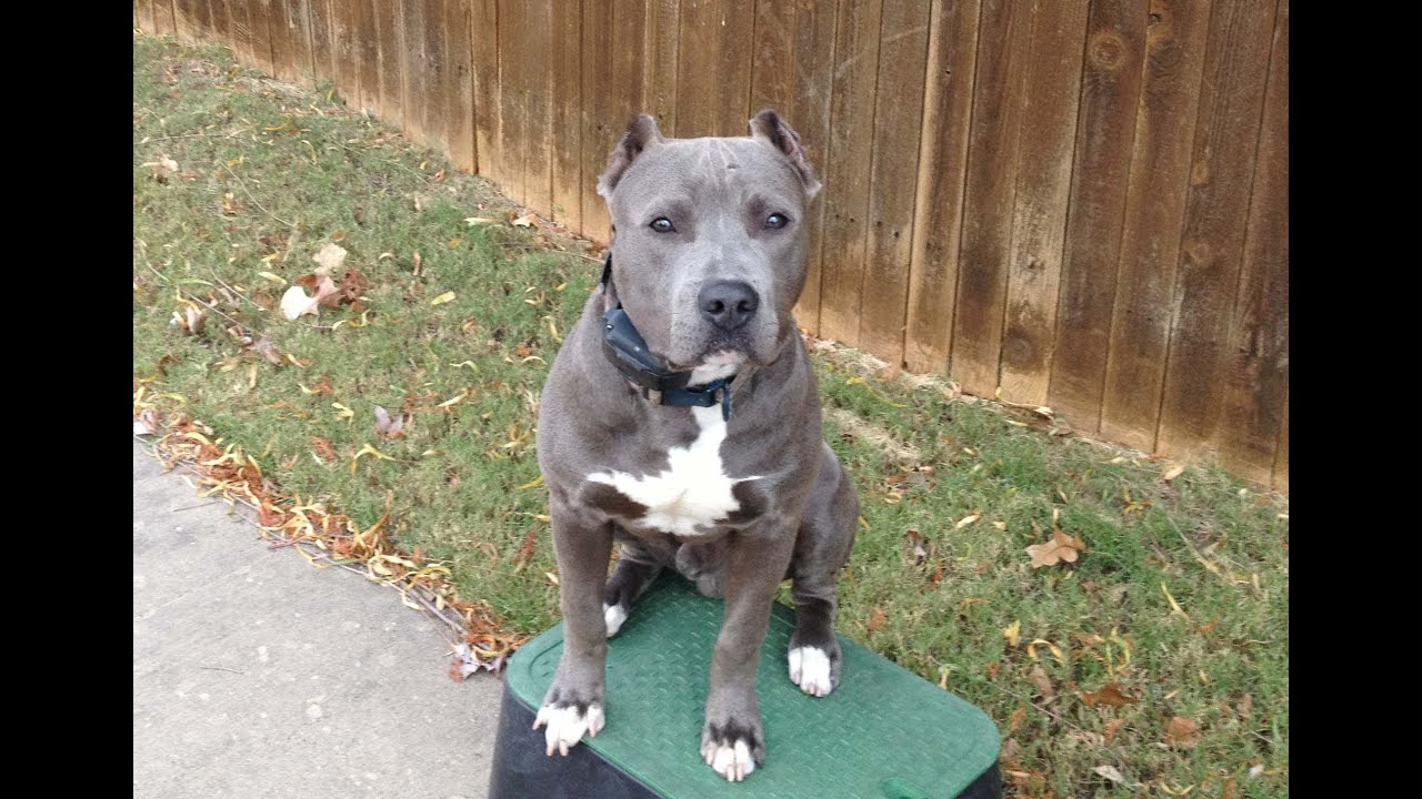 Diesel - Blue Nose Pit Bull - Oklahoma Dog Training