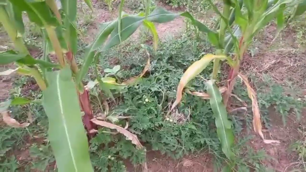 WE PLANTED EGUSI SEEDS 🍈 