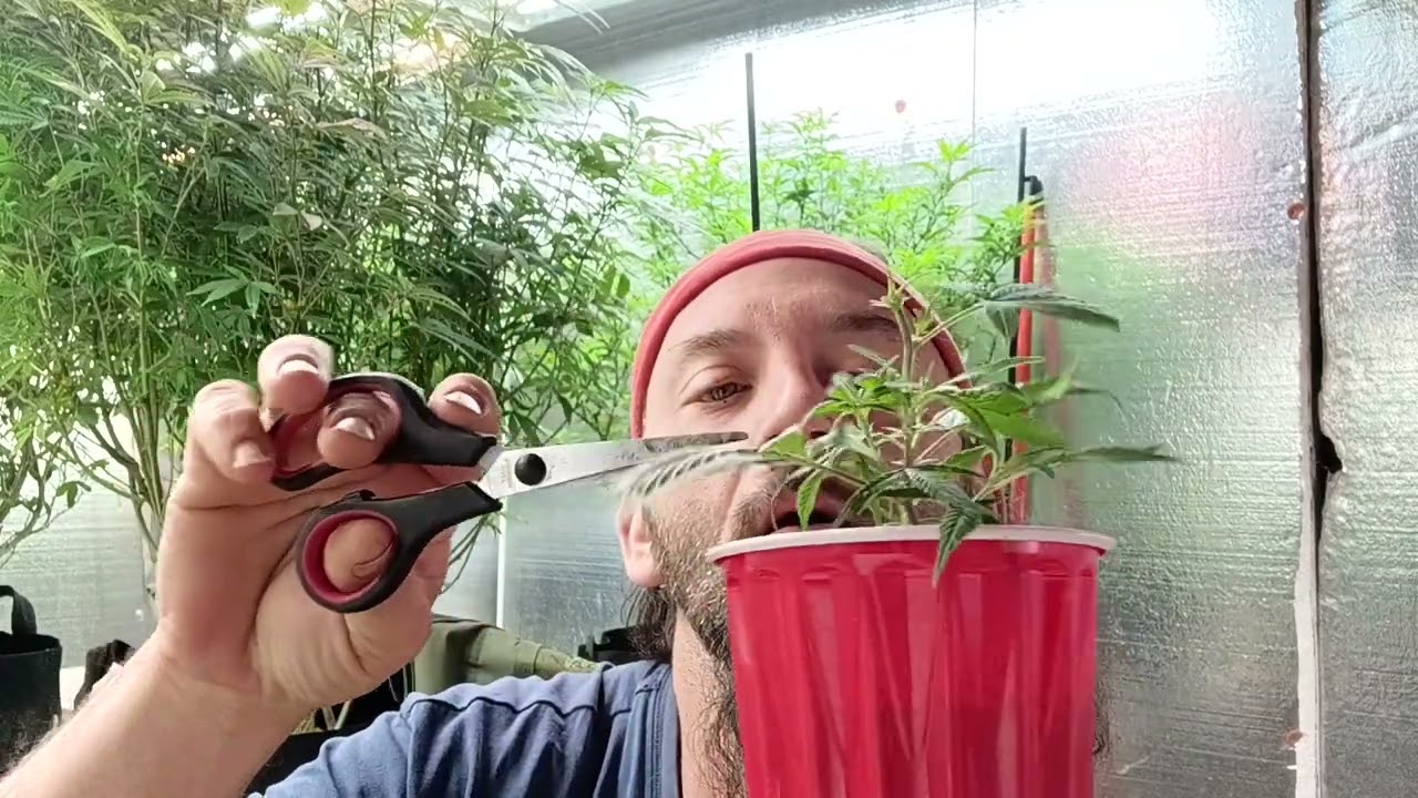 Cannabis pruning technique 