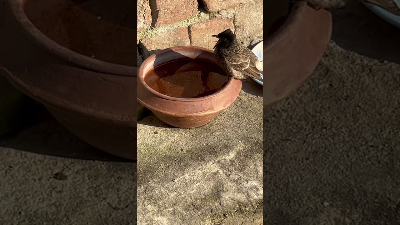 birds come to my house everyday 