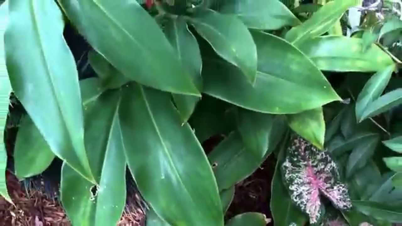 Costus comosus ( Red tower ginger/ Spiral ginger )