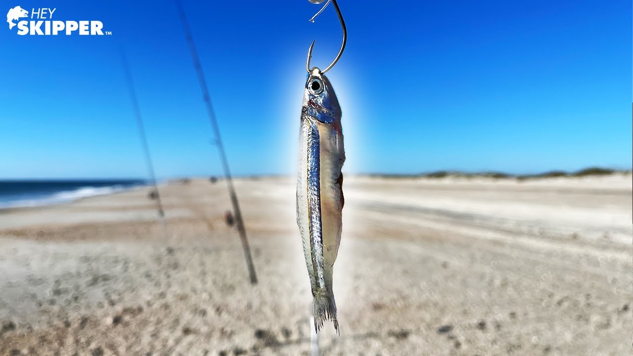 TINY Live Bait for Surf Fishing? SURPRISING Results! TRY THIS!