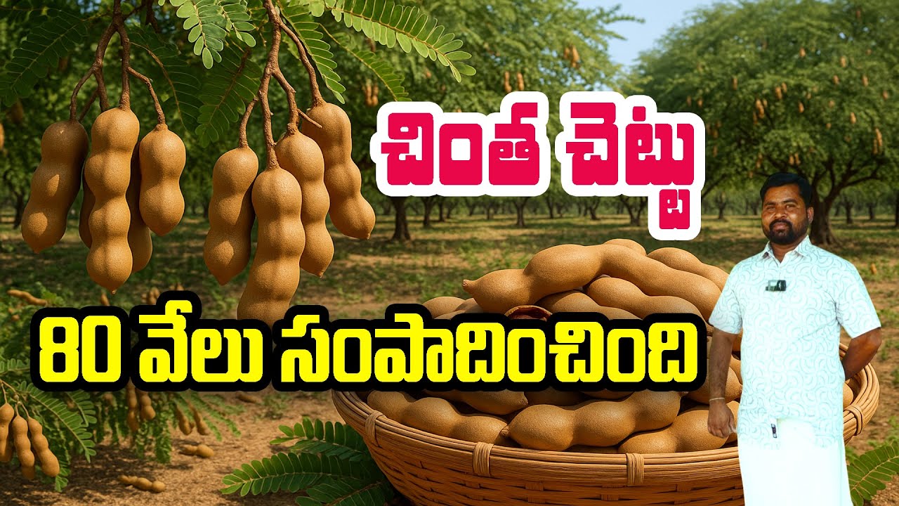 #చింతచెట్టుతో చింతలేకుండా ఆదాయం వస్తోంది | #Tamarind Tree Income | Mahesh @Raitunestham